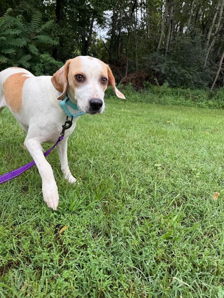Enlarge Doe, a Adoptable Hound in Mineral, VA image 2/3