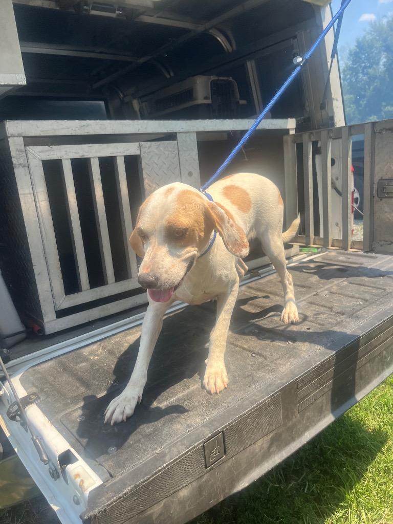 Enlarge Doe, a Adoptable Hound in Mineral, VA image 3/3