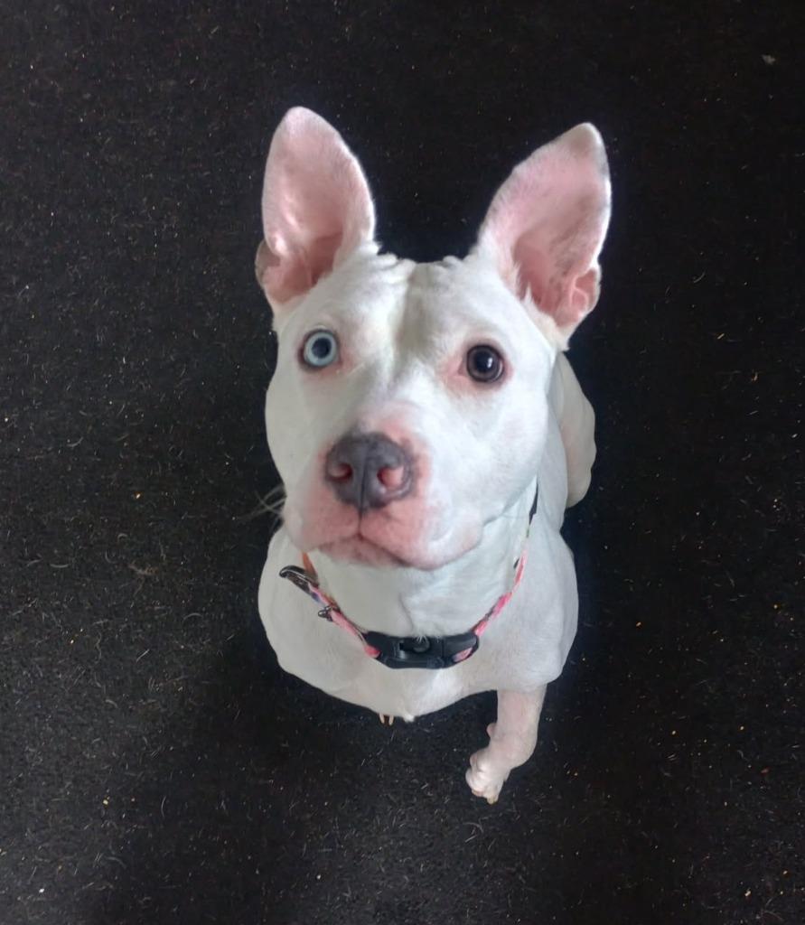 Spirit, Adopted, Adult Female Pit Bull Terrier.