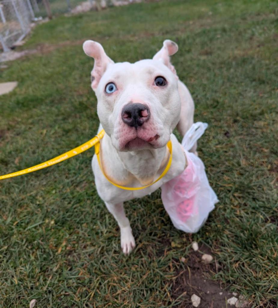 Enlarge Spirit, a Adoptable Pit Bull Terrier in La Porte, IN image 2/2
