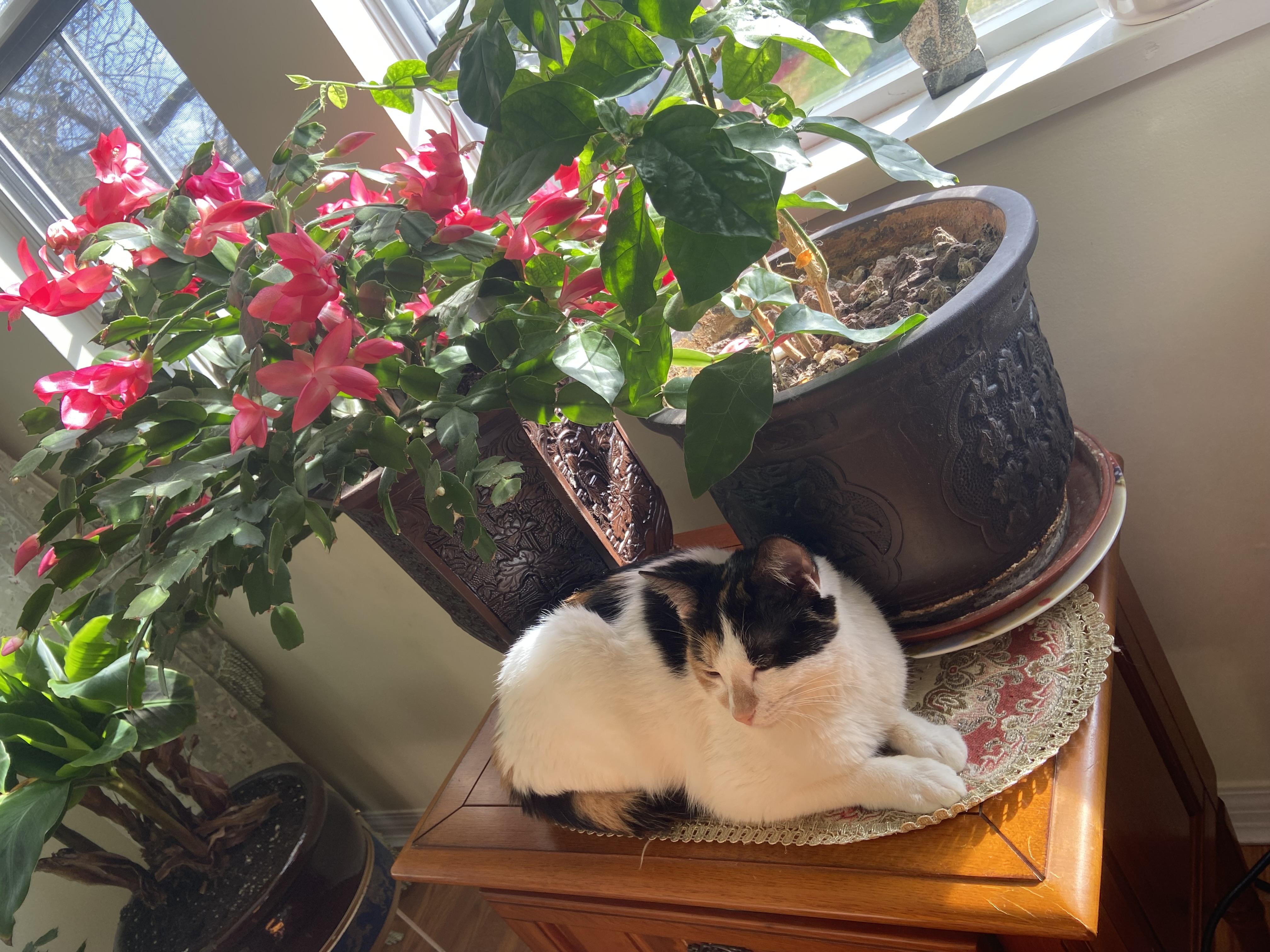 Enlarge Nina, a ADOPTABLE Calico in Surrey, BC image 5/6