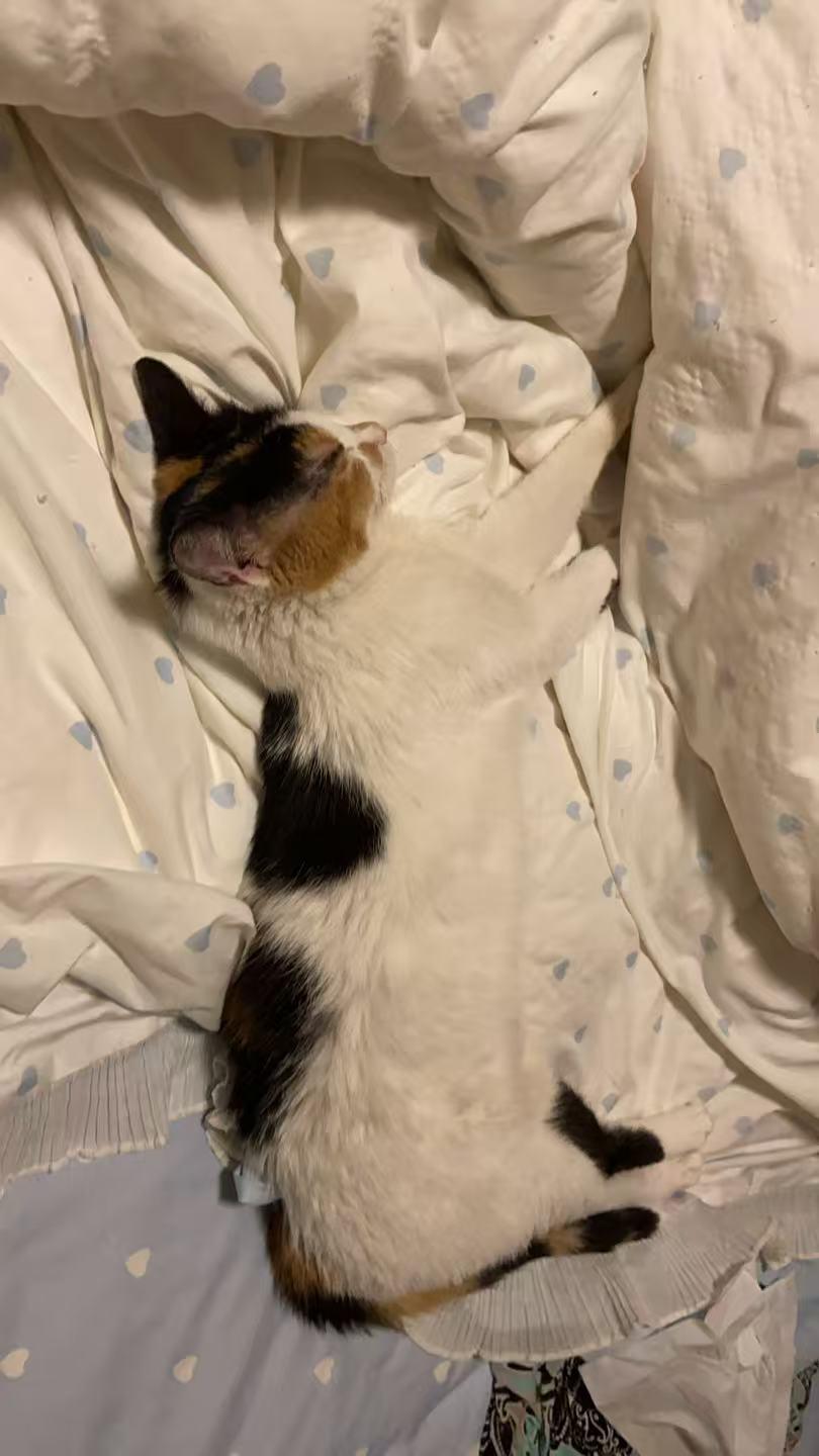 Enlarge Nina, a ADOPTABLE Calico in Surrey, BC image 3/6