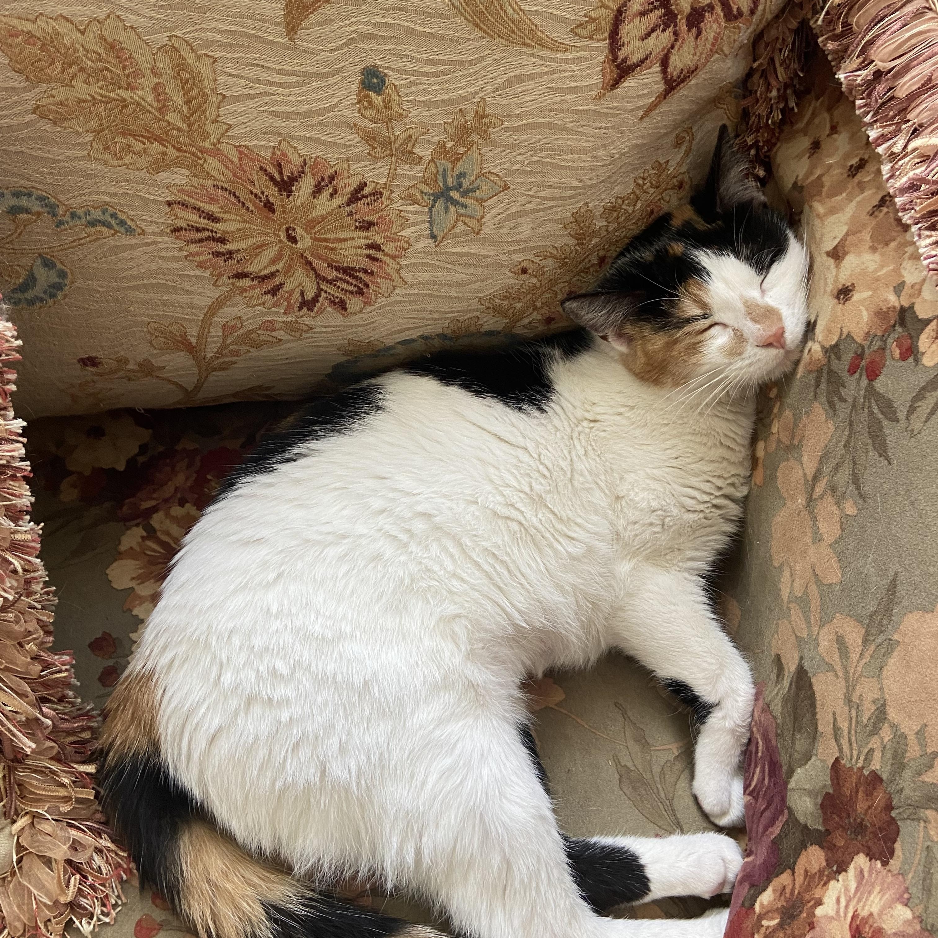 Nina, ADOPTABLE, Young Female Calico.