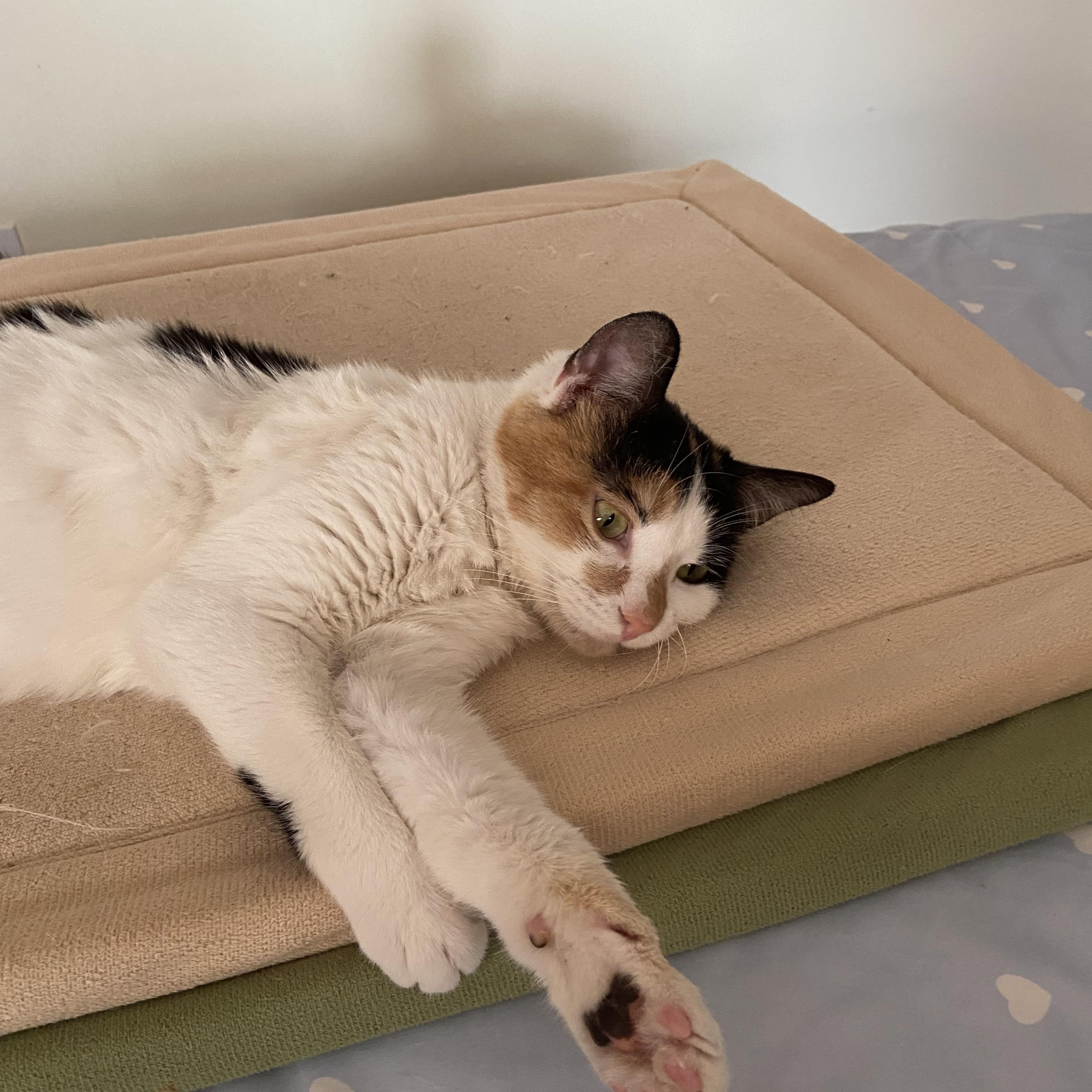 Enlarge Nina, a ADOPTABLE Calico in Surrey, BC image 6/6