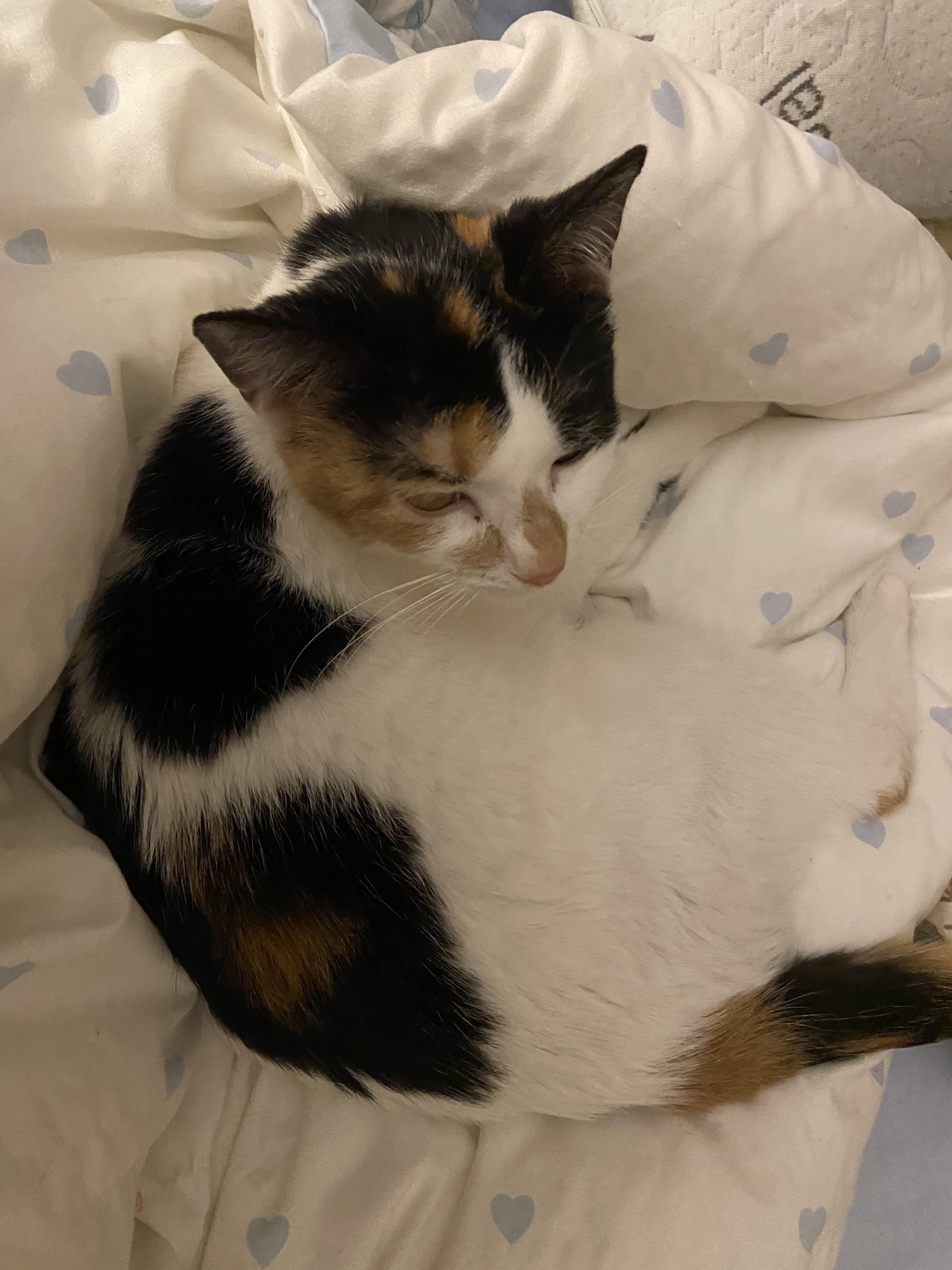 Enlarge Nina, a ADOPTABLE Calico in Surrey, BC image 4/6