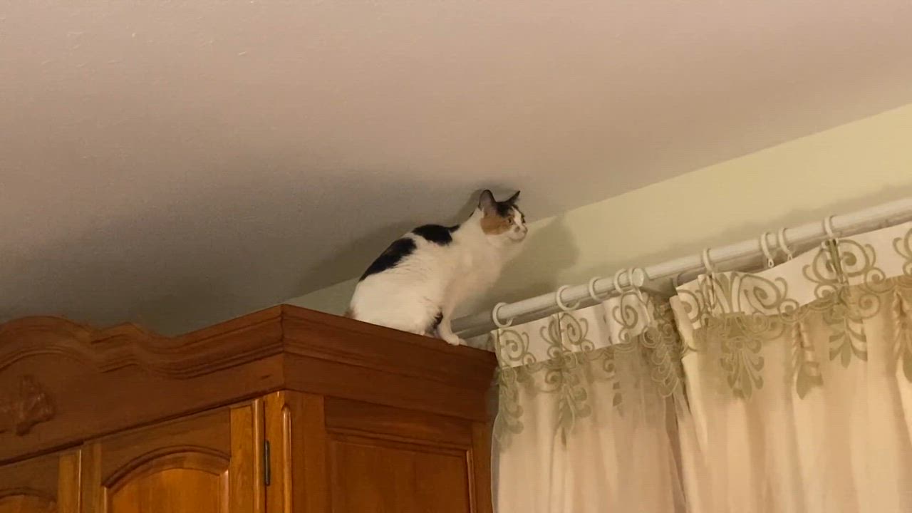 Enlarge Nina, a ADOPTABLE Calico in Surrey, BC video 1/6