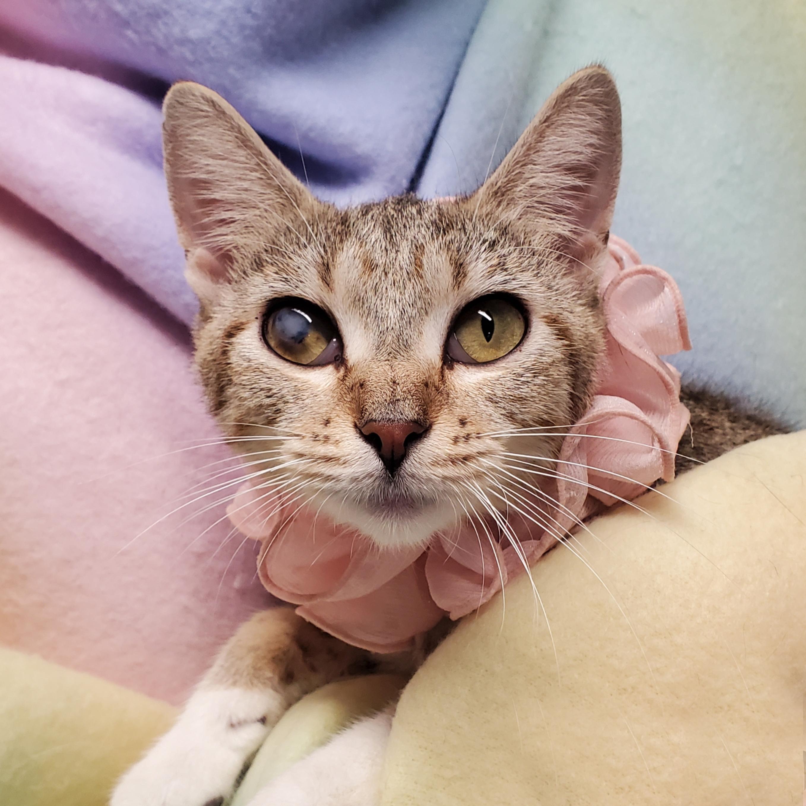 Enlarge Raleigh, a Adoptable Domestic Short Hair in Marseilles, IL image 1/1
