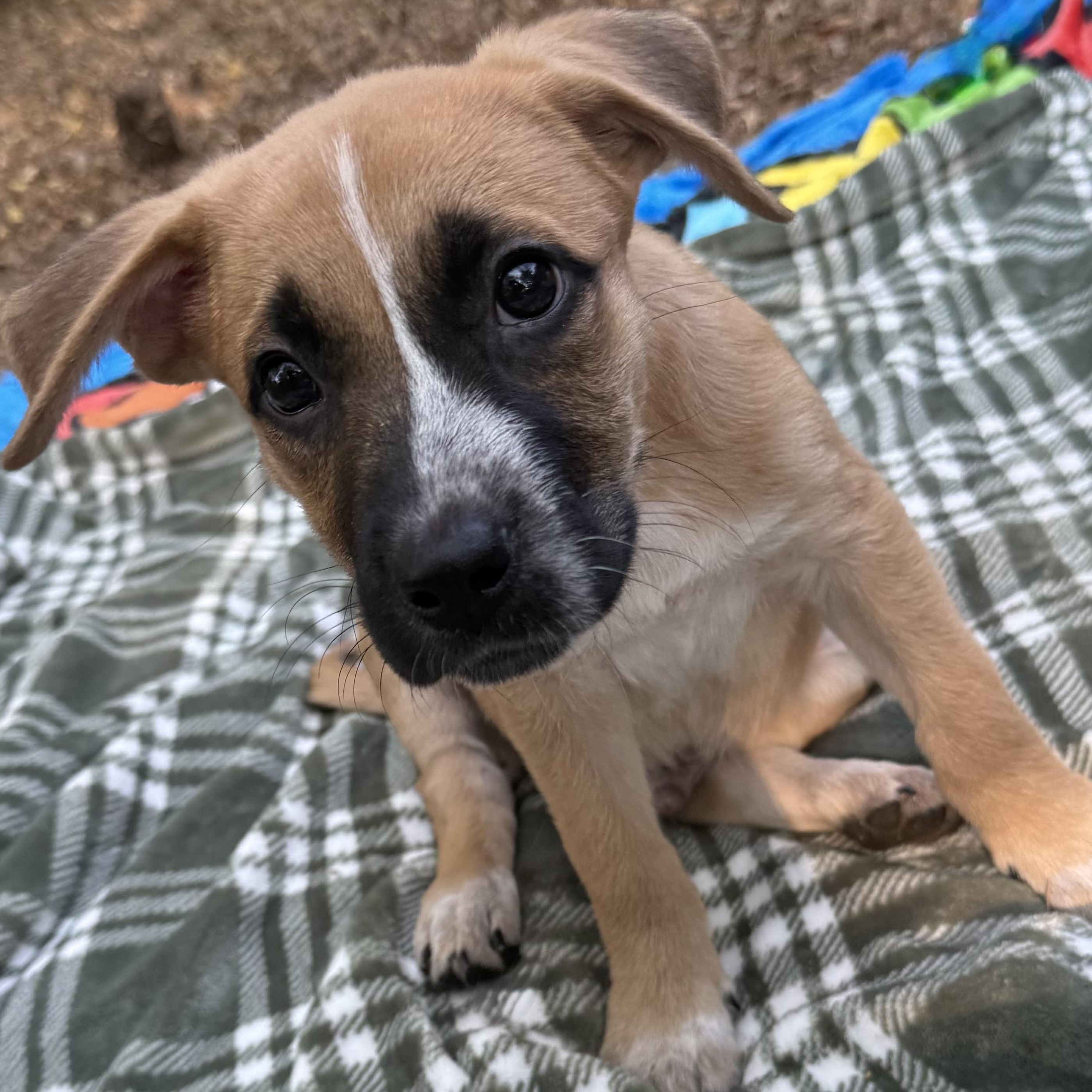 Enlarge Milo, a Adopted mixed breed in Tumwater, WA image 4/5
