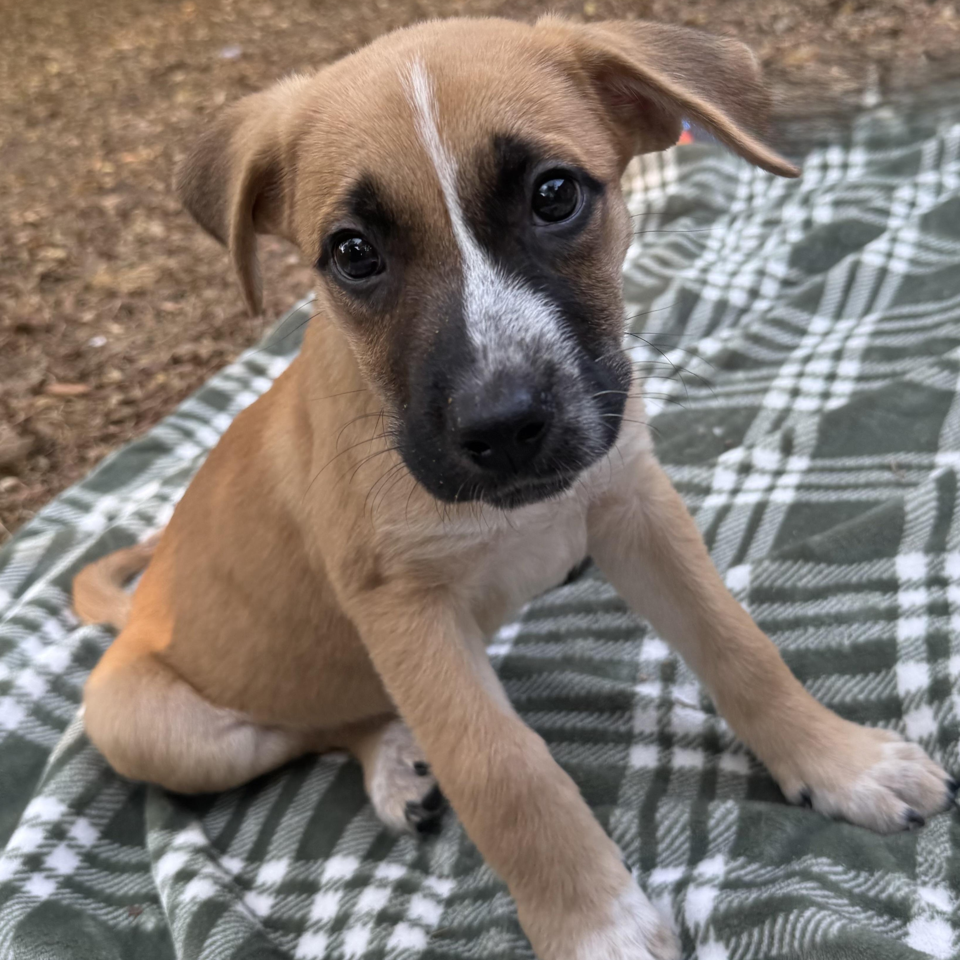 Enlarge Milo, a Adopted mixed breed in Tumwater, WA image 2/5
