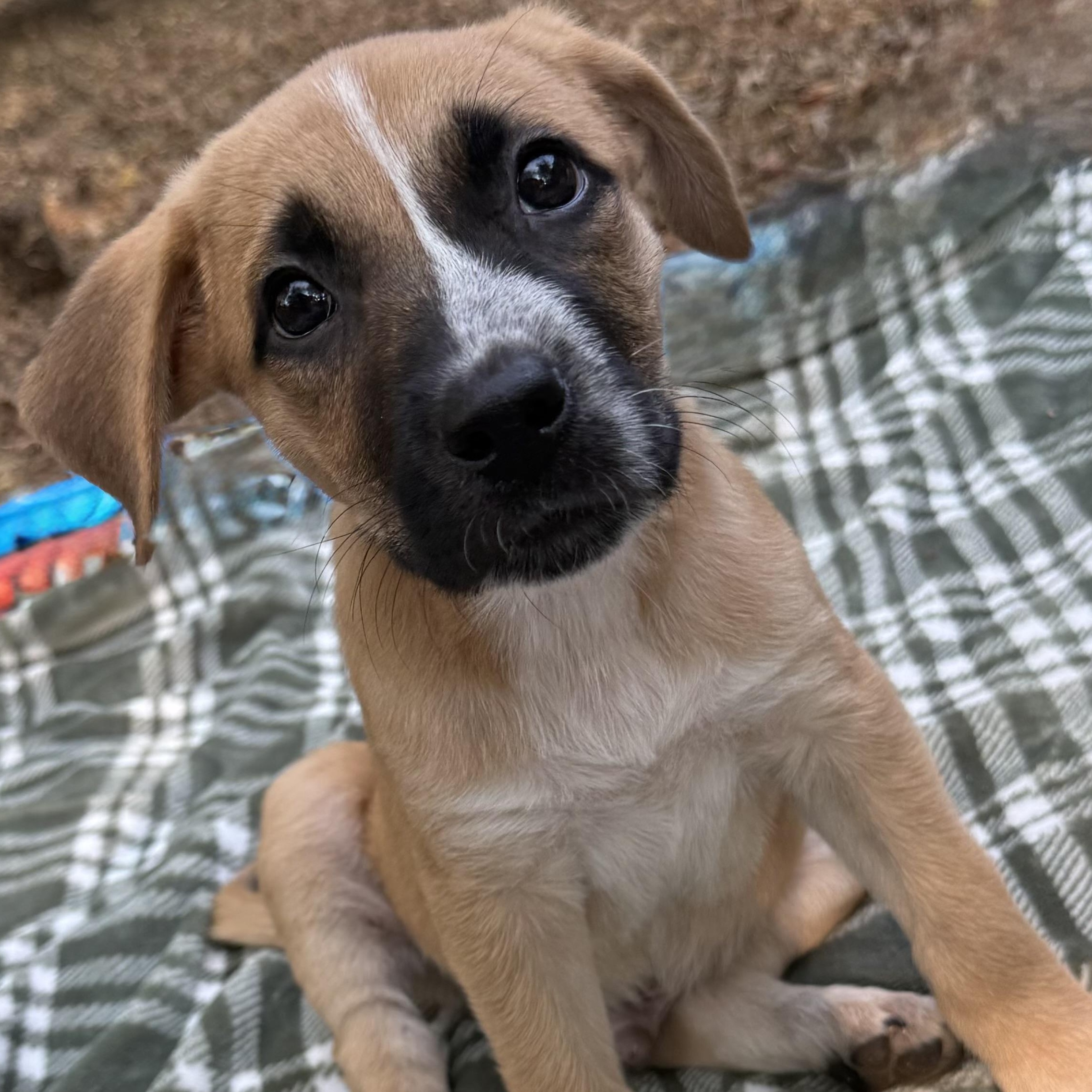 Milo, Adopted, Puppy Male German Shepherd Dog.