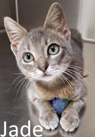 Jade thumbnail 3