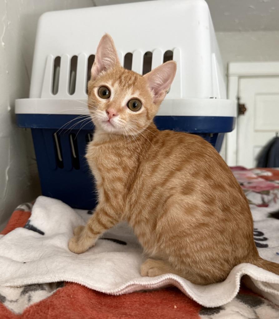 Tiki, Adopted, Kitten Female Domestic Short Hair.