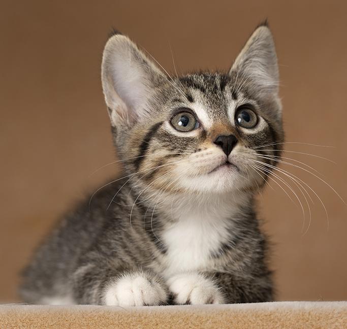 Enlarge Bryce, a Adoptable Tabby in Chicago, IL image 2/6