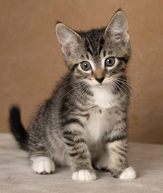 Enlarge Bryce, a Adoptable Tabby in Chicago, IL image 5/6