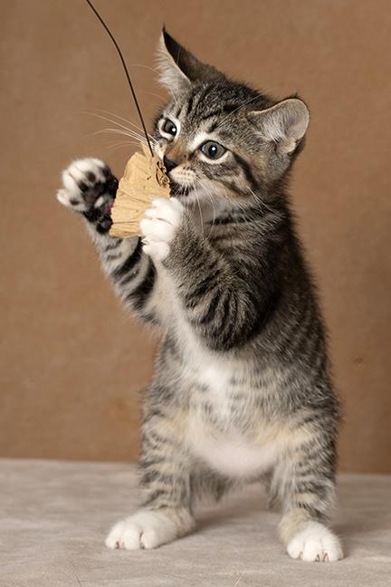Enlarge Bryce, a Adoptable Tabby in Chicago, IL image 3/6
