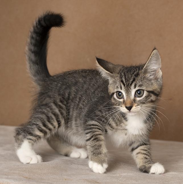 Enlarge Bryce, a Adoptable Tabby in Chicago, IL image 4/6