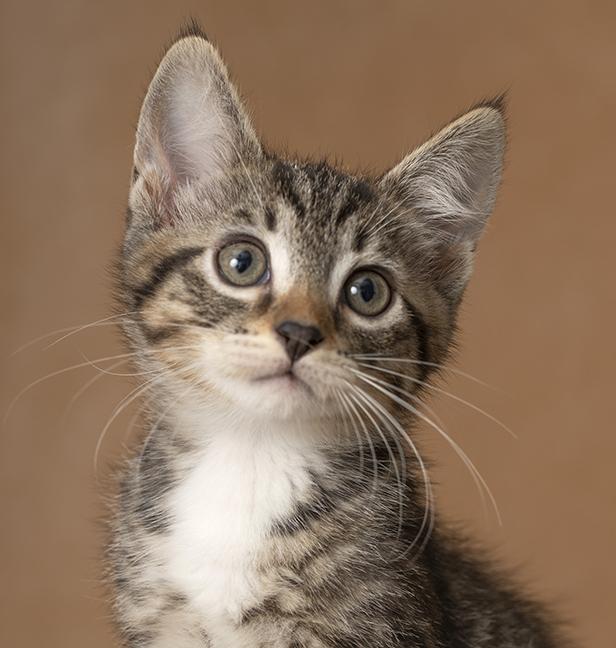 Enlarge Bryce, a Adoptable Tabby in Chicago, IL image 1/6