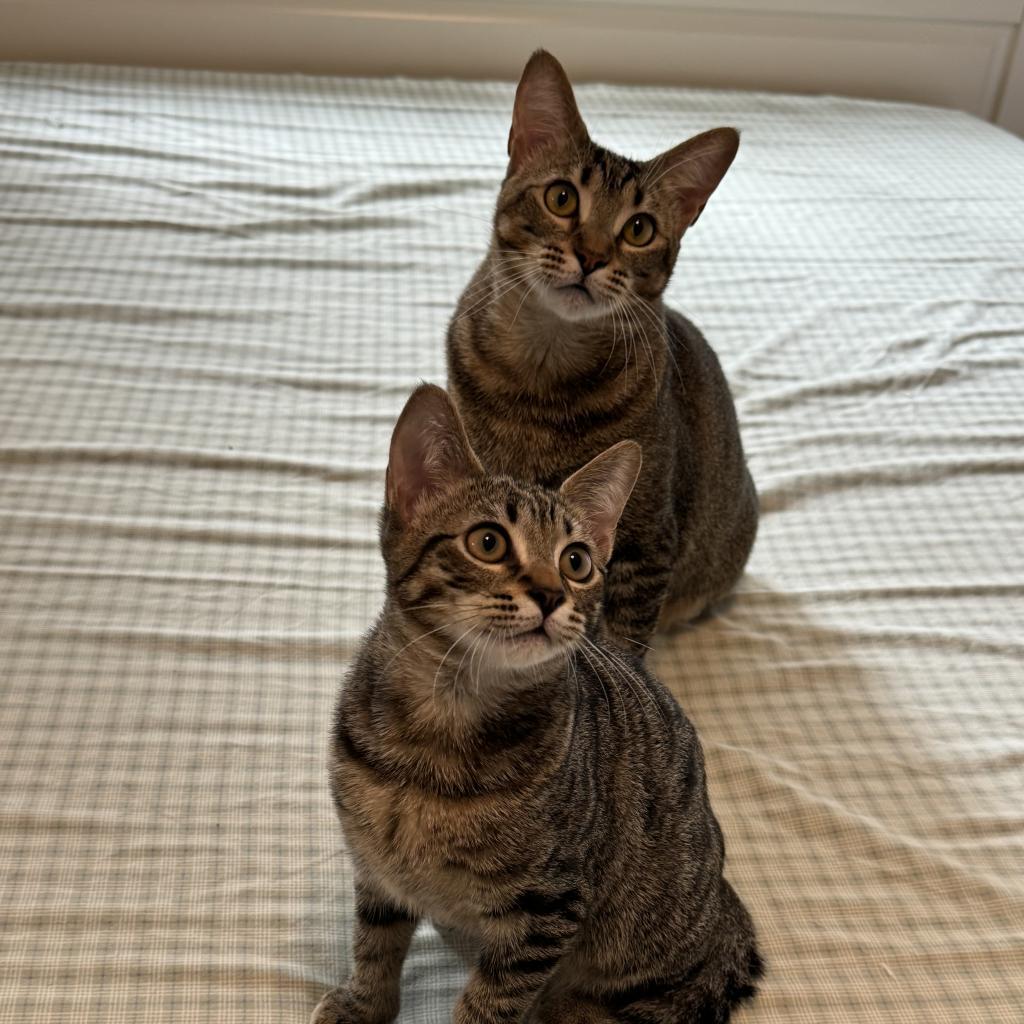 Enlarge Honey, a Adoptable Domestic Short Hair in Houston, TX image 4/4