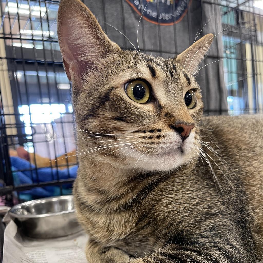 Enlarge Honey, a Adoptable Domestic Short Hair in Houston, TX image 3/4