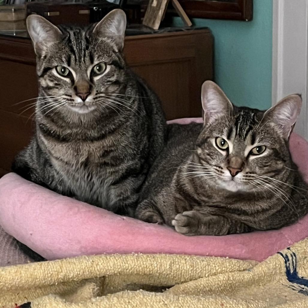 Enlarge Honey, a Adoptable Domestic Short Hair in Houston, TX image 2/4