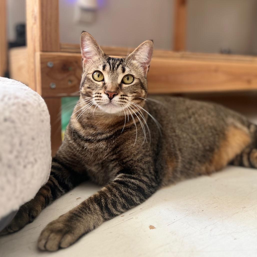 Honey, Adoptable, Adult Female Domestic Short Hair.