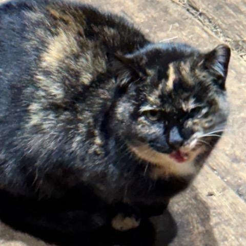 Enlarge Olivia, a Adoptable Domestic Medium Hair in Brockport, NY image 1/1