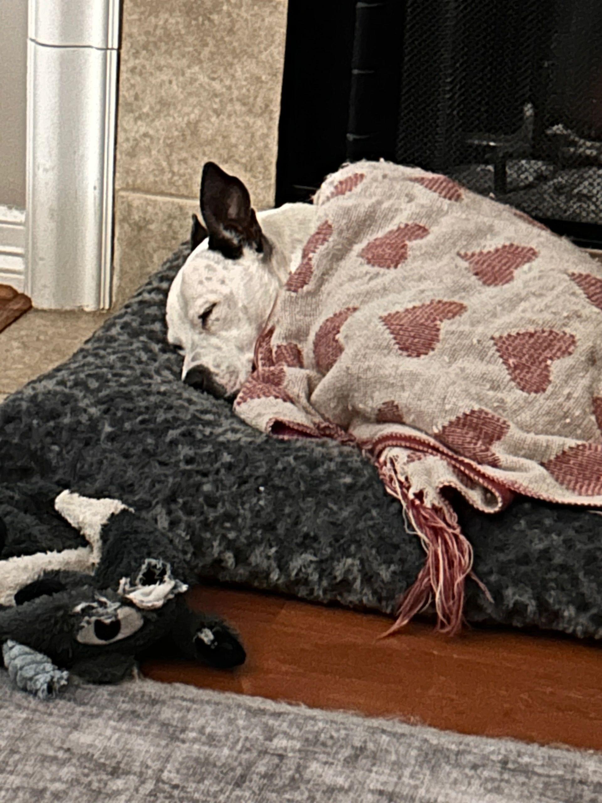 Enlarge Jack, a Adoptable mixed breed in Ontario, OR image 3/4