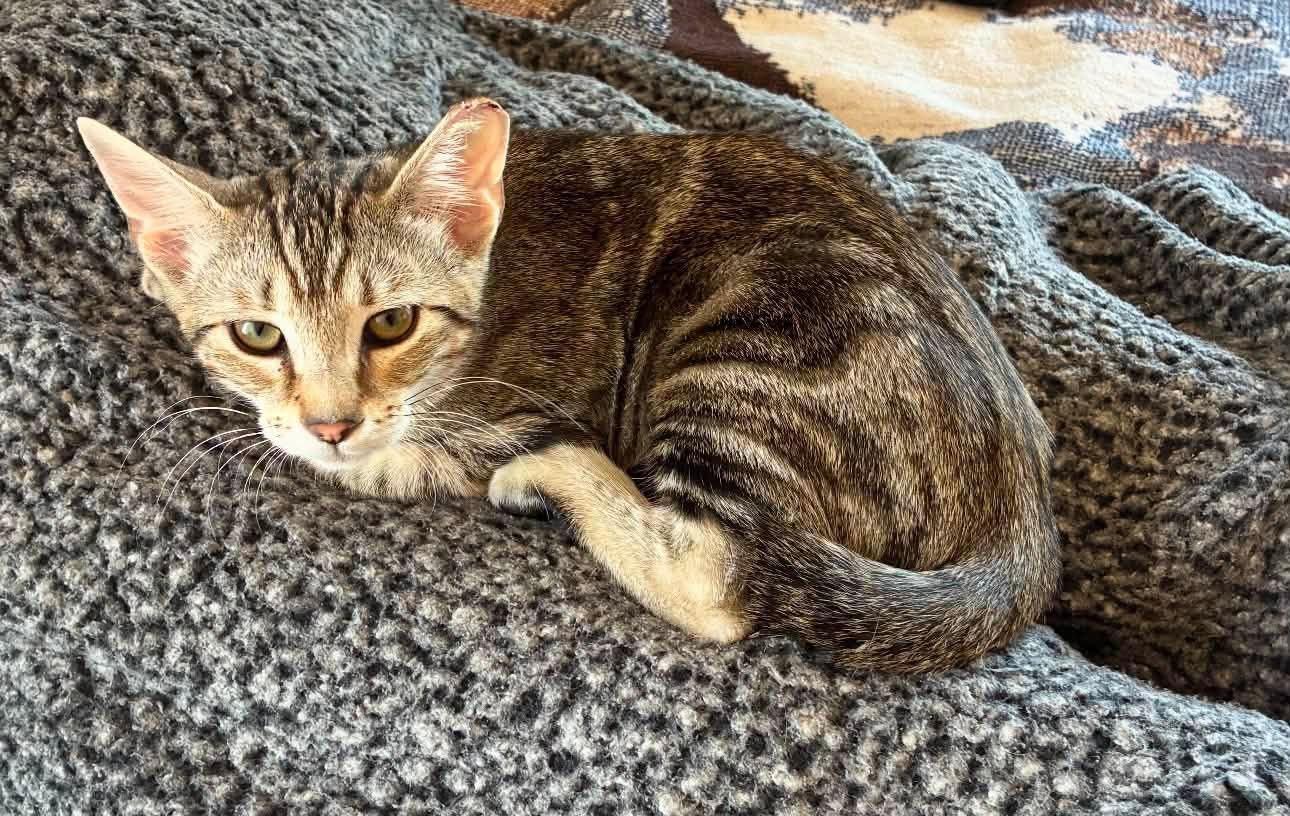 Taro, ADOPTABLE, Young Male Domestic Short Hair.