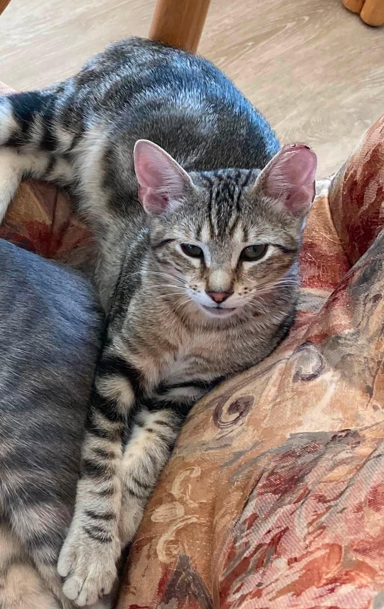 Taro, a ADOPTABLE Domestic Short Hair in Midland, TX image 2/3
