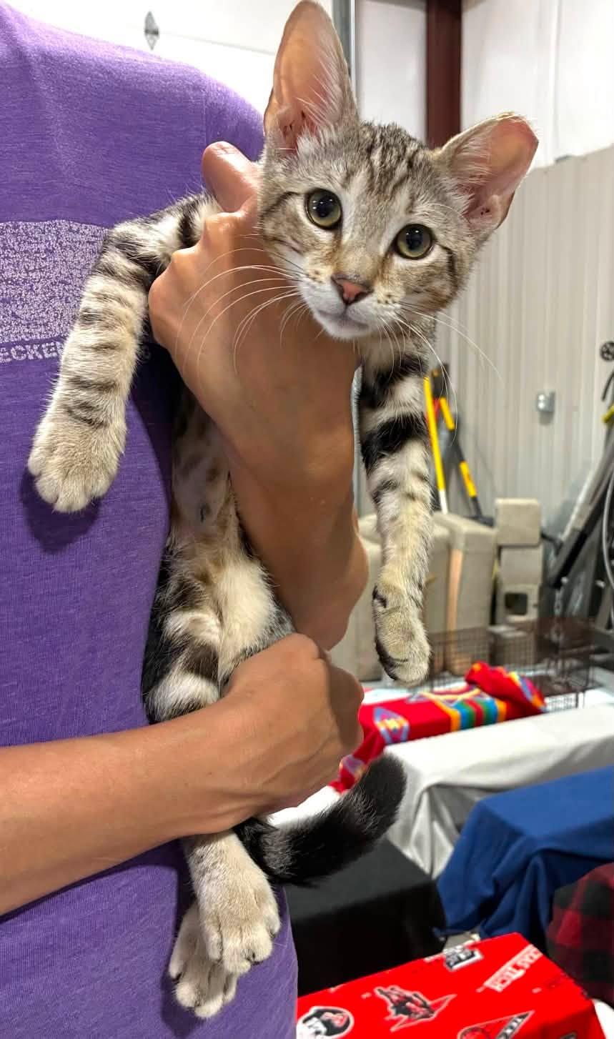 Taro, a ADOPTABLE Domestic Short Hair in Midland, TX image 3/3