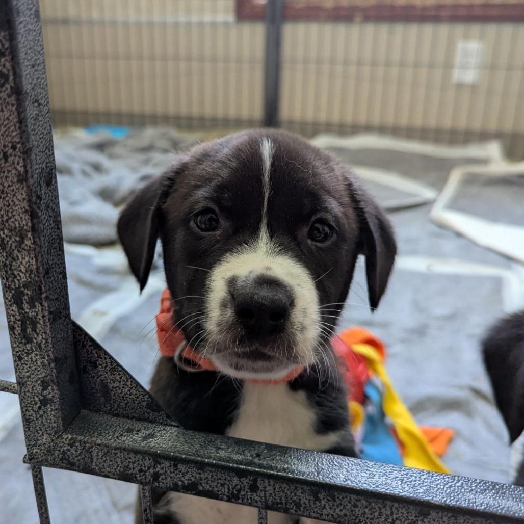 Russett, an adopted mixed breed in Ocala, FL image 2/2