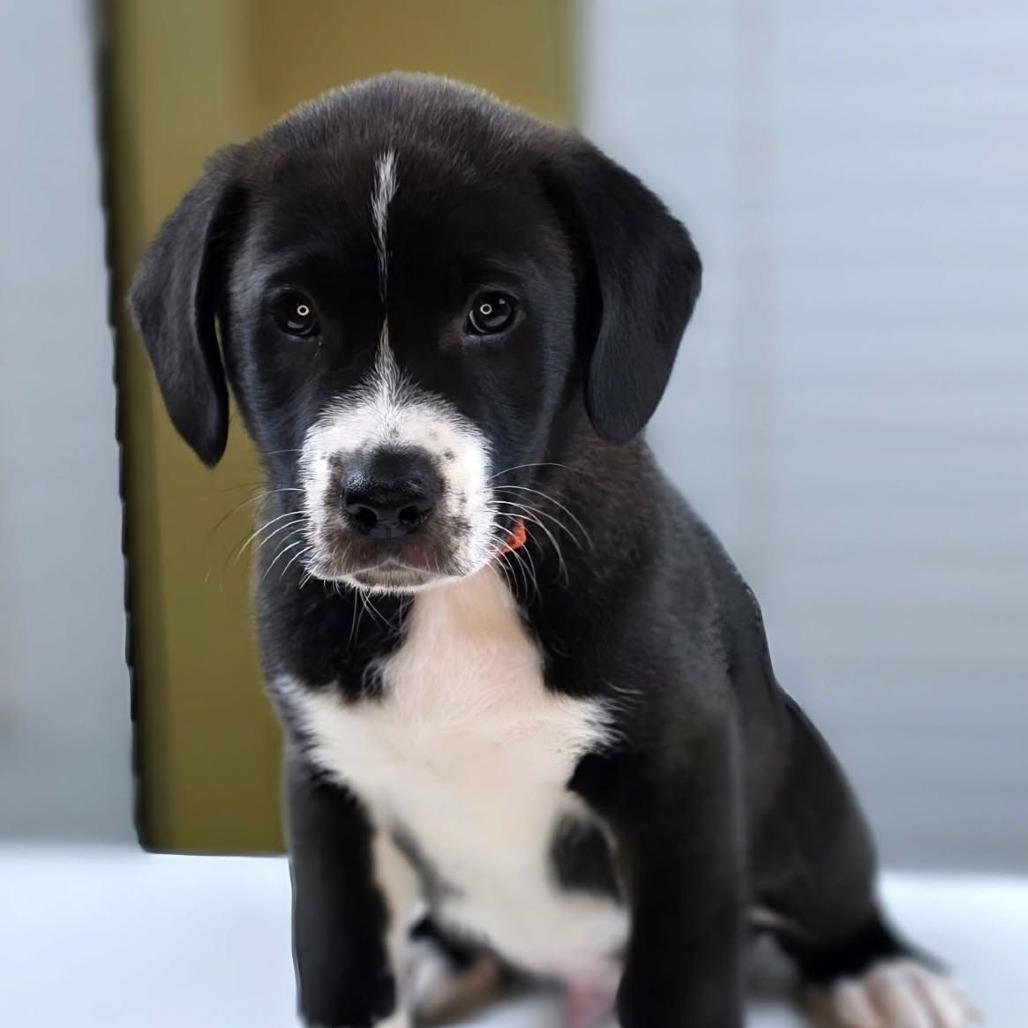 Russett, adopted, Puppy Male Black Labrador Retriever & Coonhound.