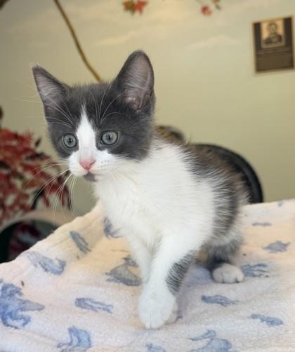 Rarity, Adoptable, Kitten Female Domestic Short Hair.