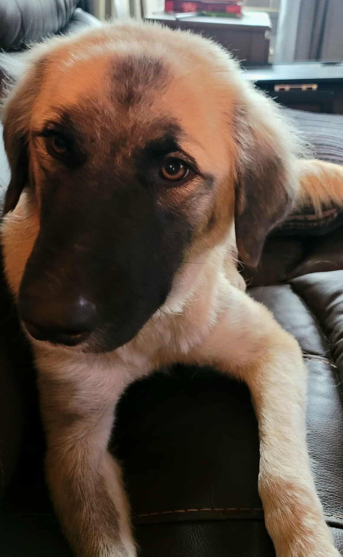 Zazzie, Adoptable, Adult Female Maremma Sheepdog & Anatolian Shepherd.