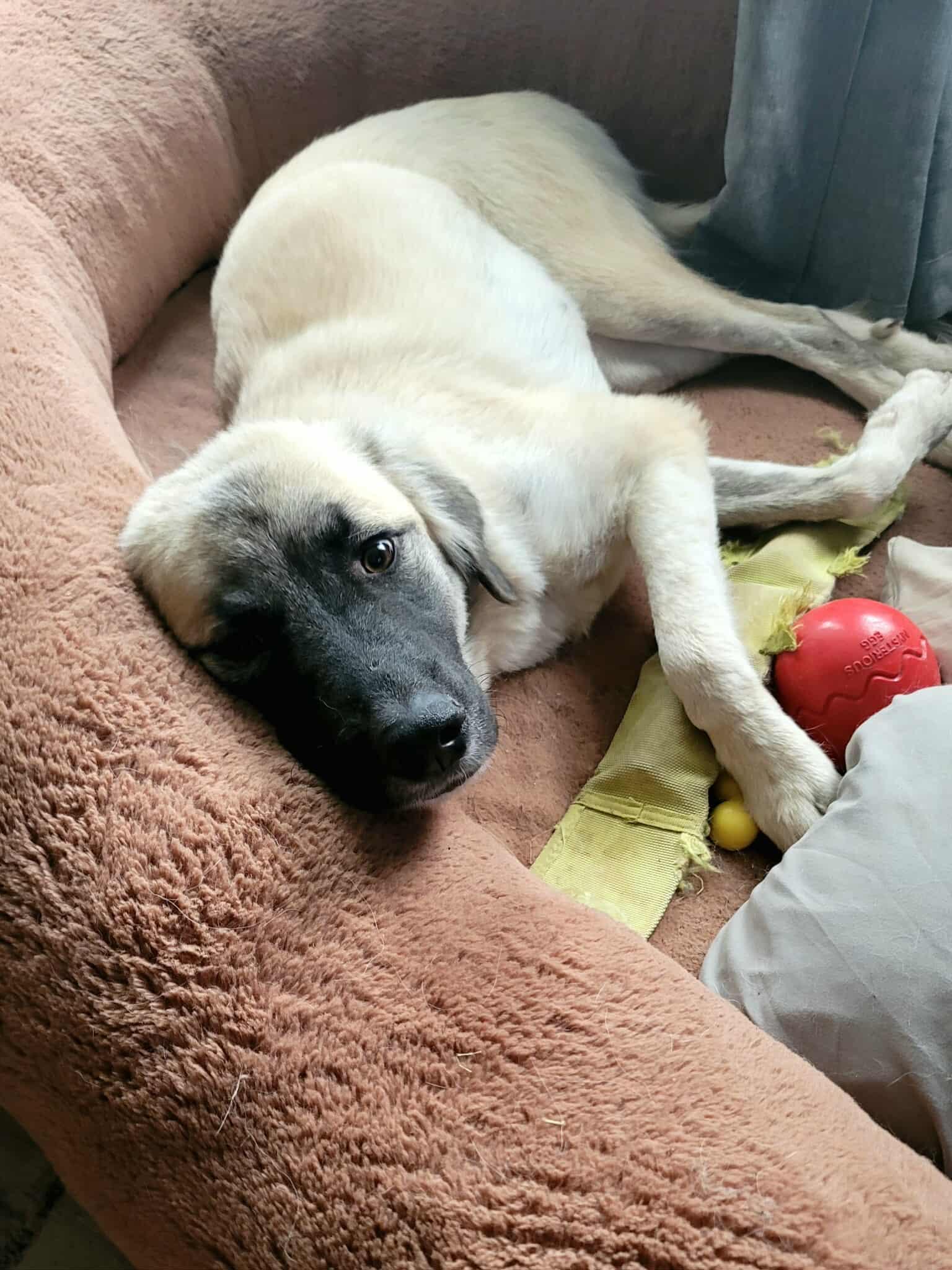 Zazzie, a Adoptable mixed breed in Kiowa, OK image 3/6