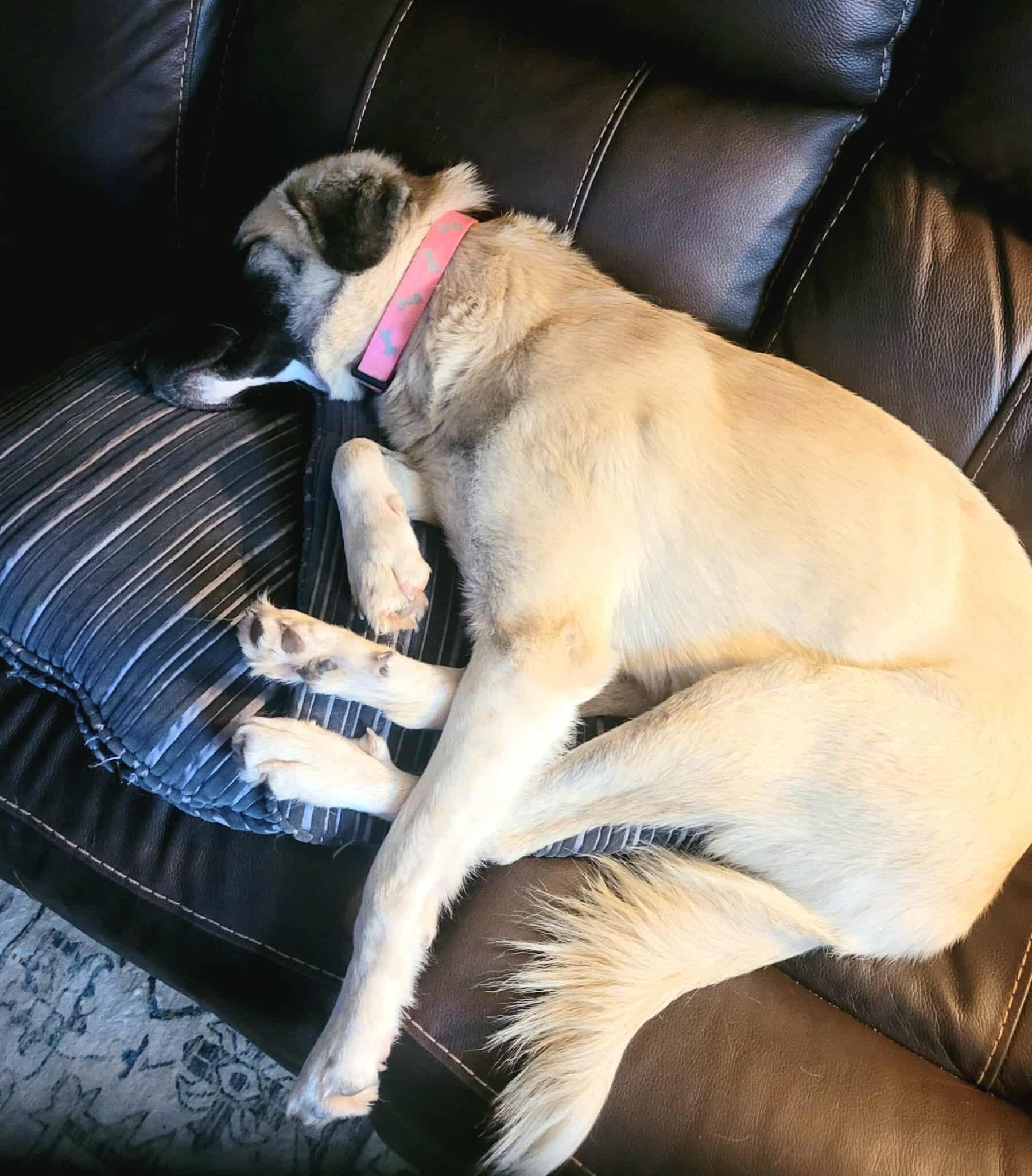 Zazzie, a Adoptable mixed breed in Kiowa, OK image 4/6