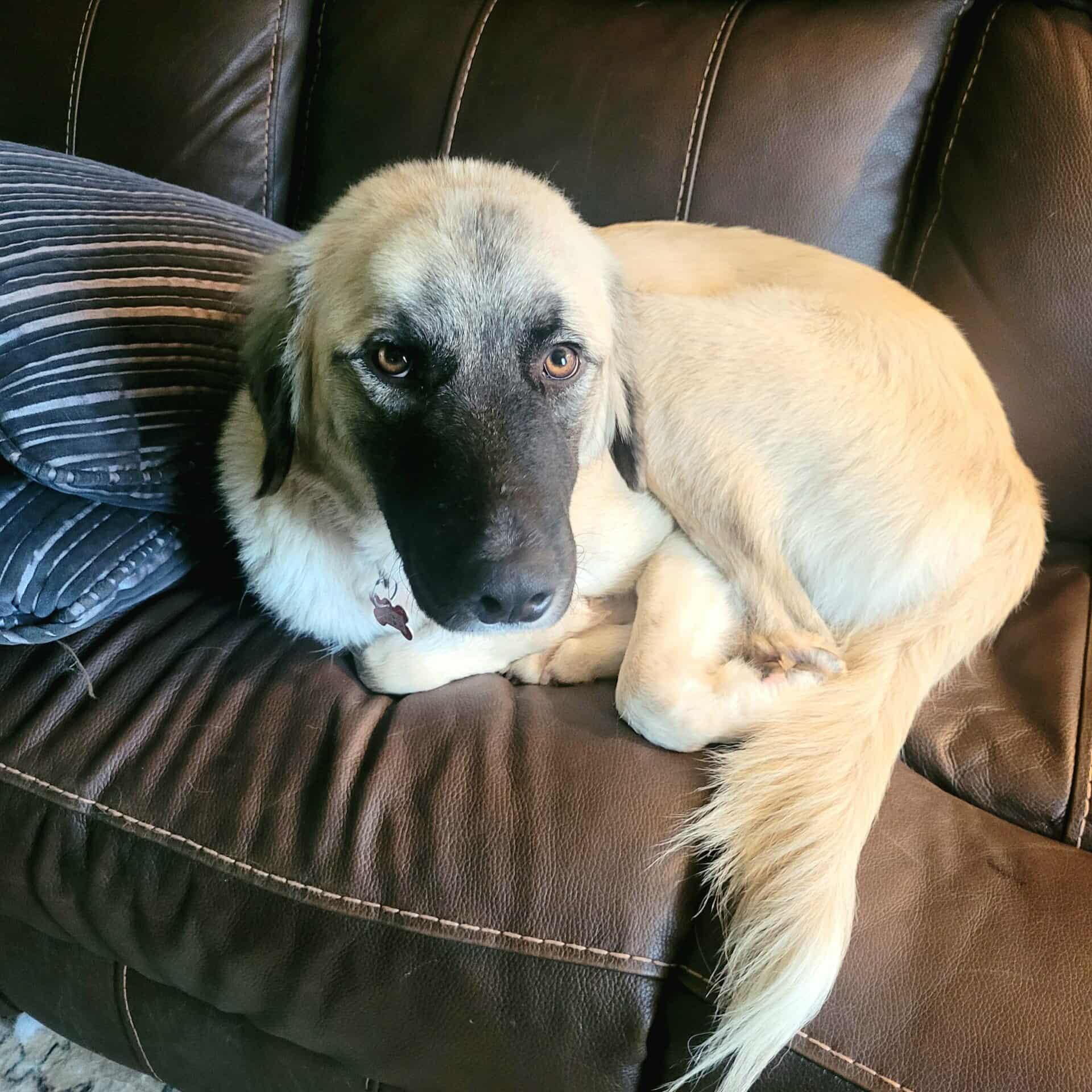 Zazzie, a Adoptable mixed breed in Kiowa, OK image 6/6