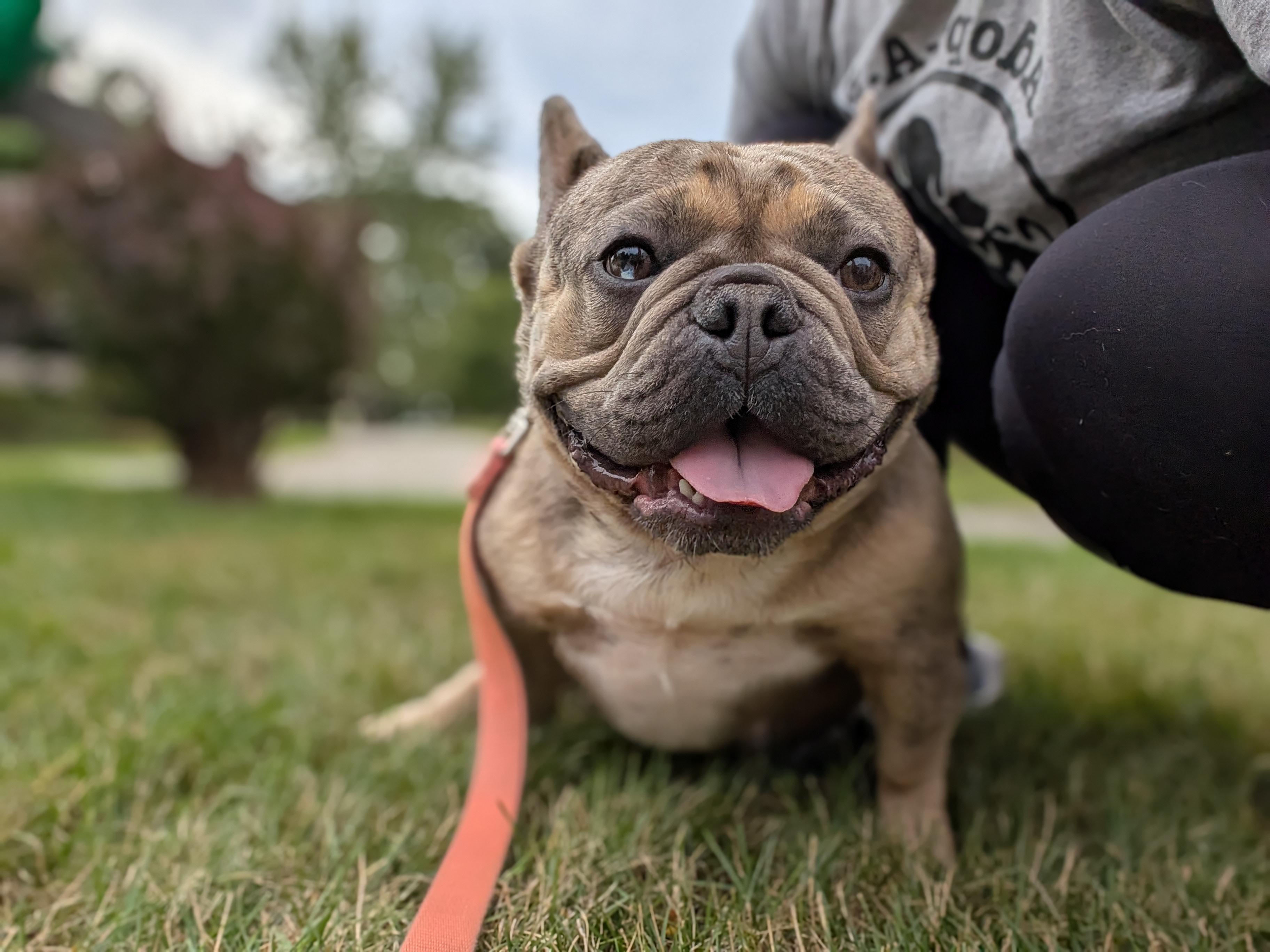 Waddles, ADOPTABLE, Adult Female French Bulldog.