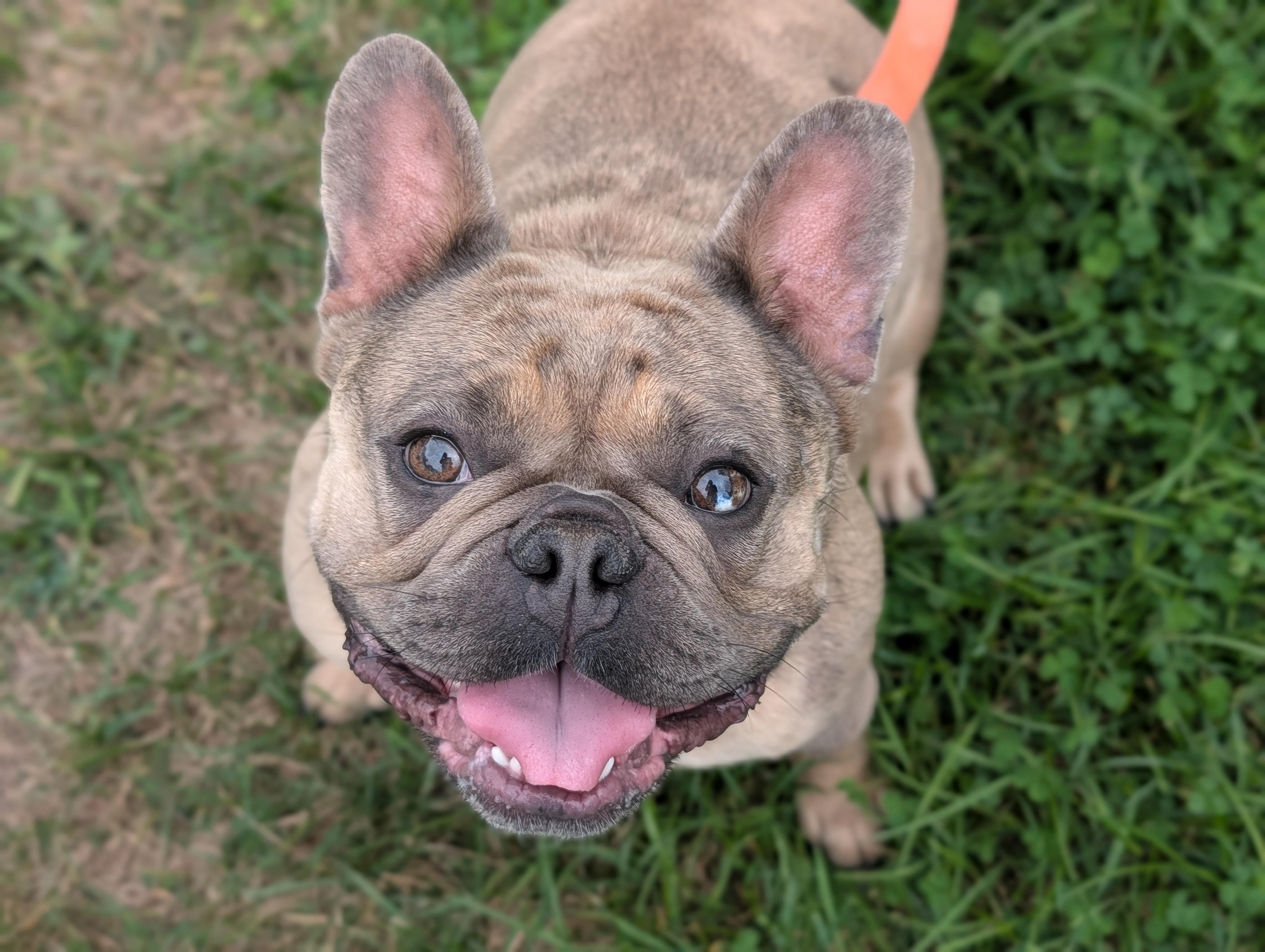 Enlarge Waddles, a ADOPTABLE French Bulldog in Fenton, MI image 6/6