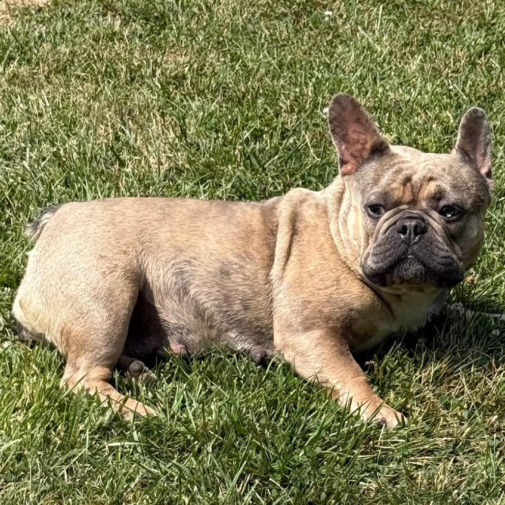 Enlarge Waddles, a ADOPTABLE French Bulldog in Fenton, MI image 3/6