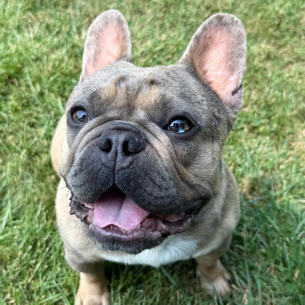 Enlarge Waddles, a ADOPTABLE French Bulldog in Fenton, MI image 2/6