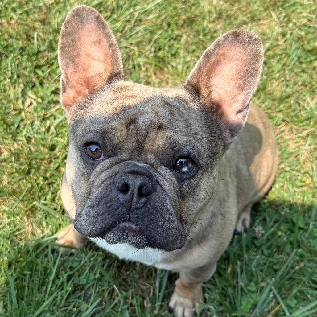 Enlarge Waddles, a ADOPTABLE French Bulldog in Fenton, MI image 4/6