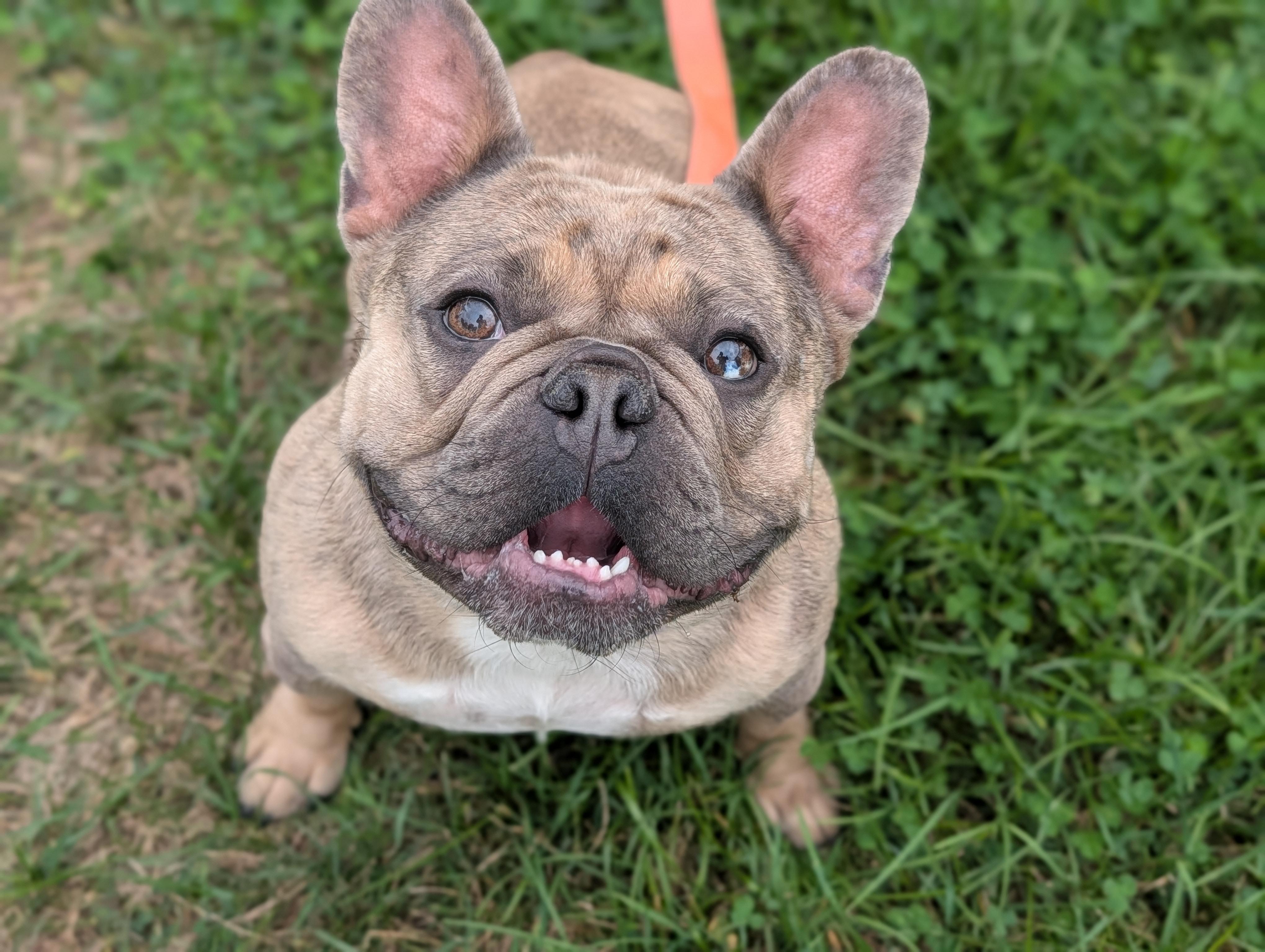 Enlarge Waddles, a ADOPTABLE French Bulldog in Fenton, MI image 5/6