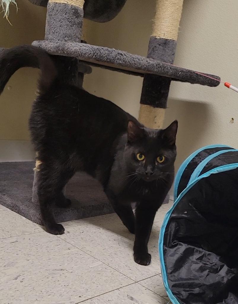 Enlarge HALLIE, a Adoptable mixed breed in Sandusky, OH image 1/1