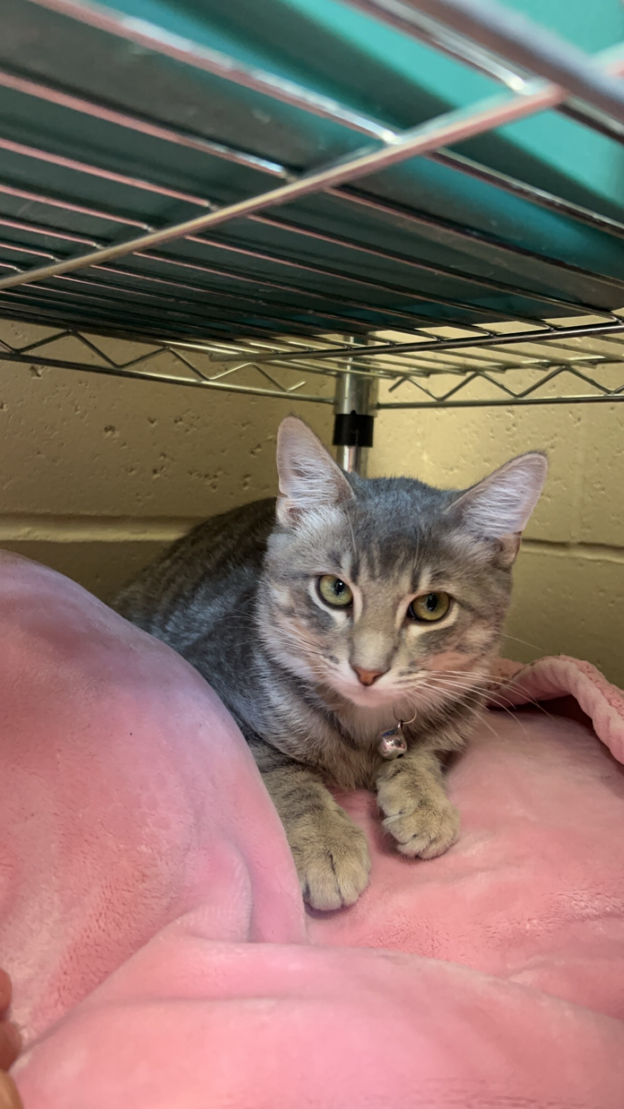 Cat for adoption Sir, an American Shorthair in Boonville, MO Petfinder
