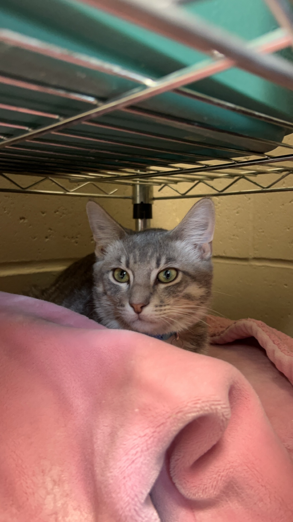 Cat for adoption Sir, an American Shorthair in Boonville, MO Petfinder