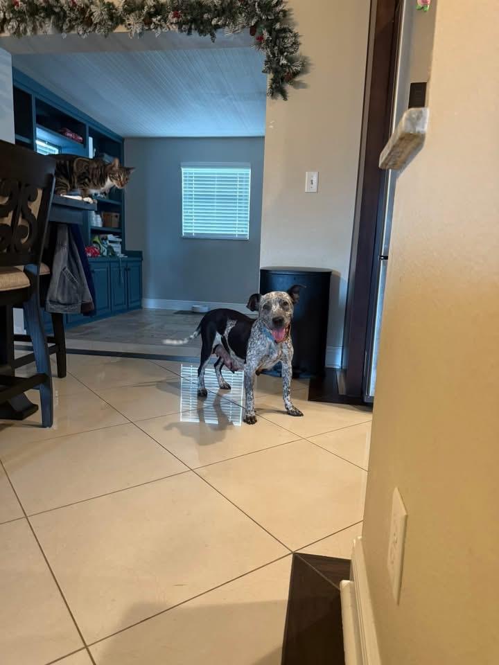 Mamas, ADOPTABLE, Young Female Catahoula Leopard Dog.