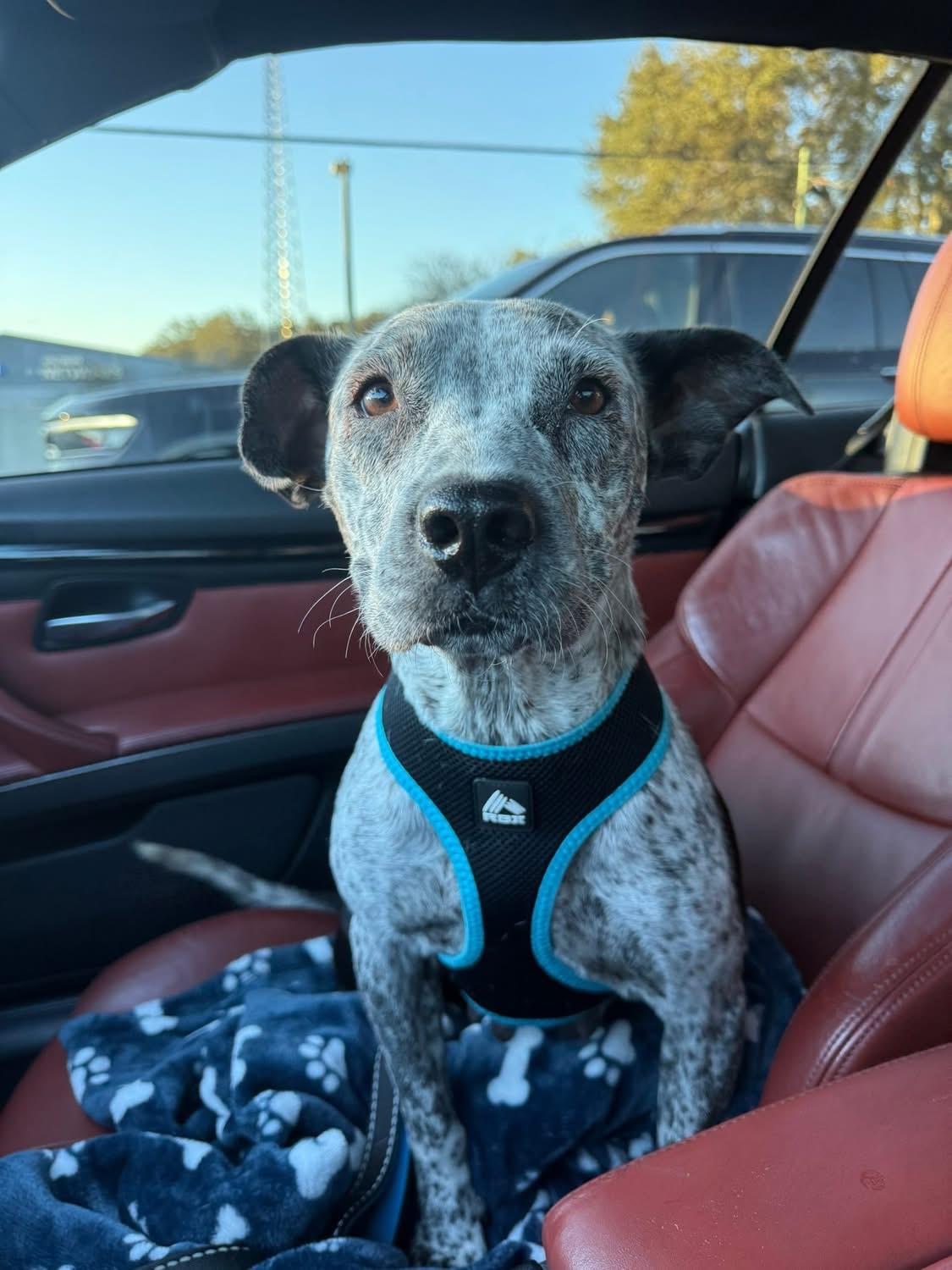 Enlarge Mamas, a ADOPTABLE mixed breed in Lutz, FL image 2/3