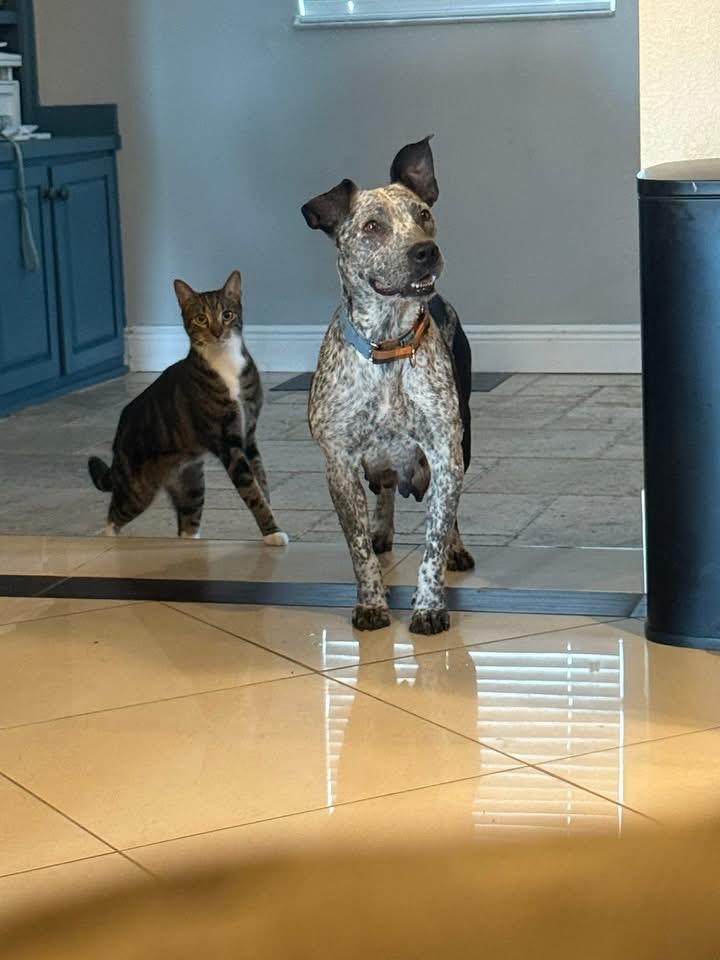 Enlarge Mamas, a ADOPTABLE mixed breed in Lutz, FL image 3/3