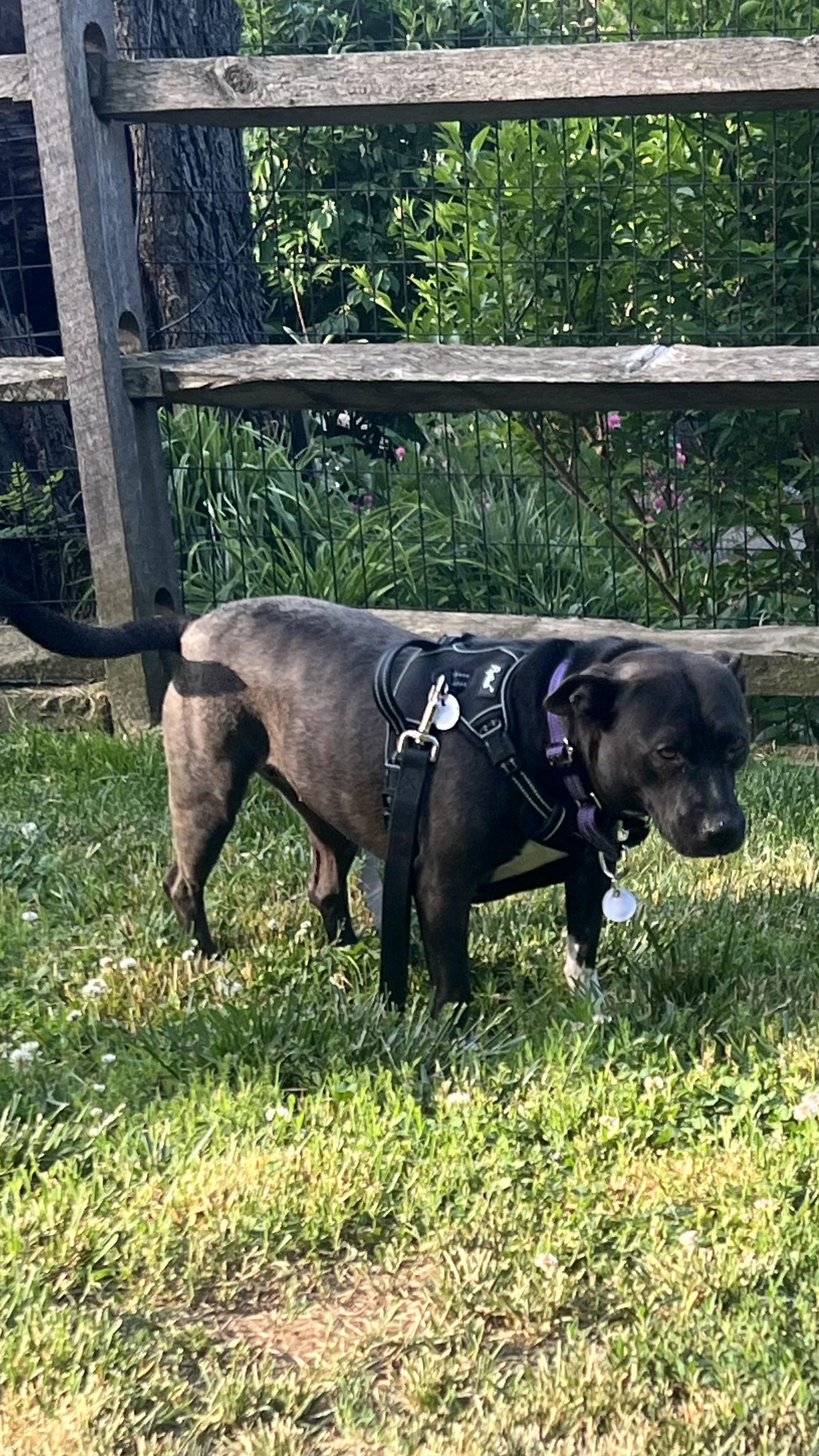 Em, a ADOPTABLE mixed breed in Avondale, PA image 3/4